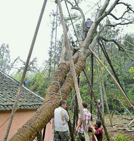 倒链可以扶正被台风吹倒的树木